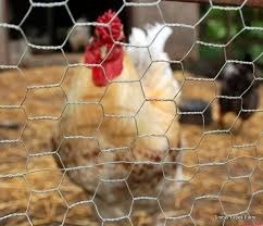 チキンコップ用のガルバニズム式六角型家禽用ワイヤ網